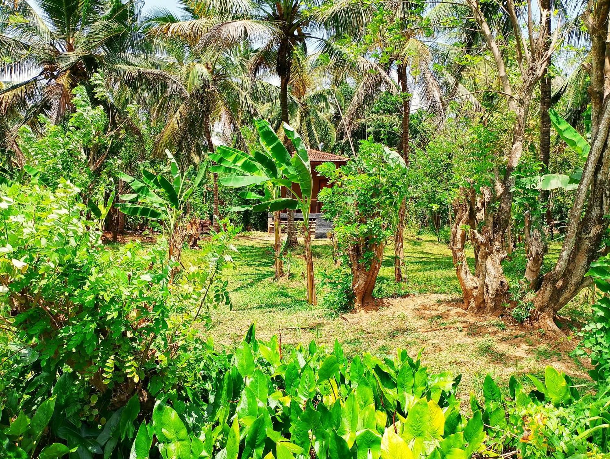 Milk House Cottage Udawalawe Buitenkant foto