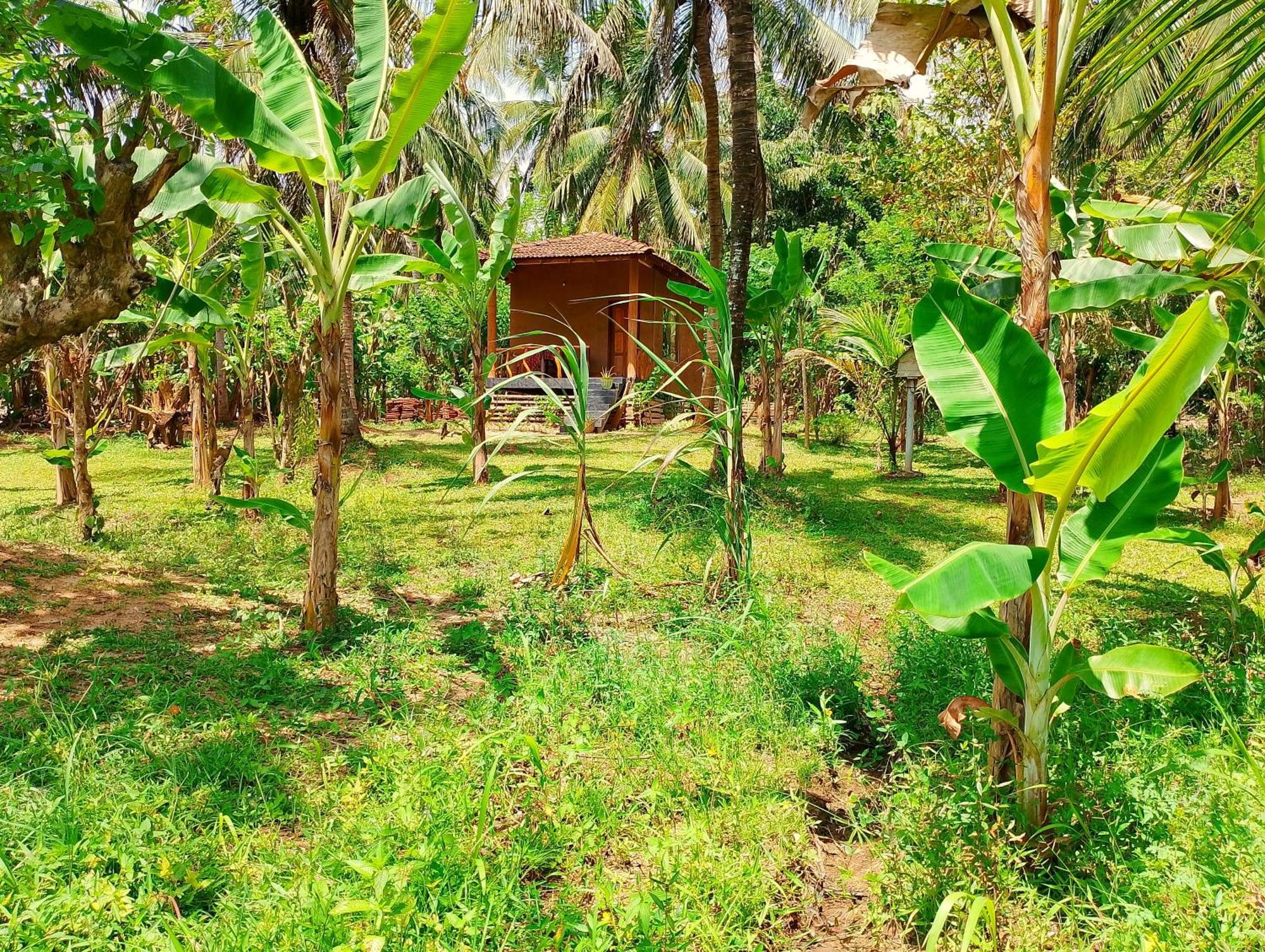 Milk House Cottage Udawalawe Buitenkant foto