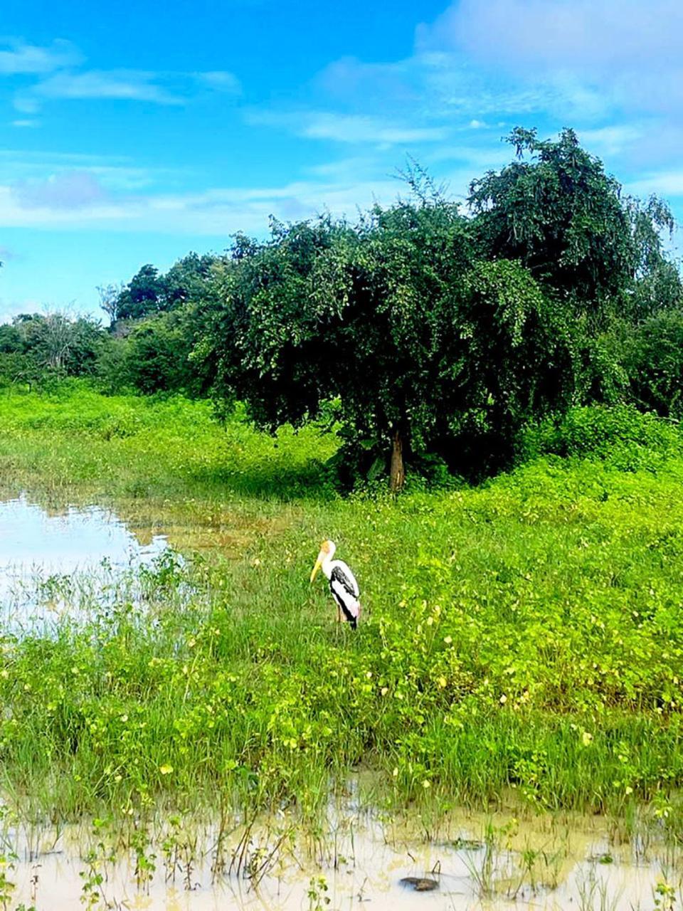 Milk House Cottage Udawalawe Buitenkant foto