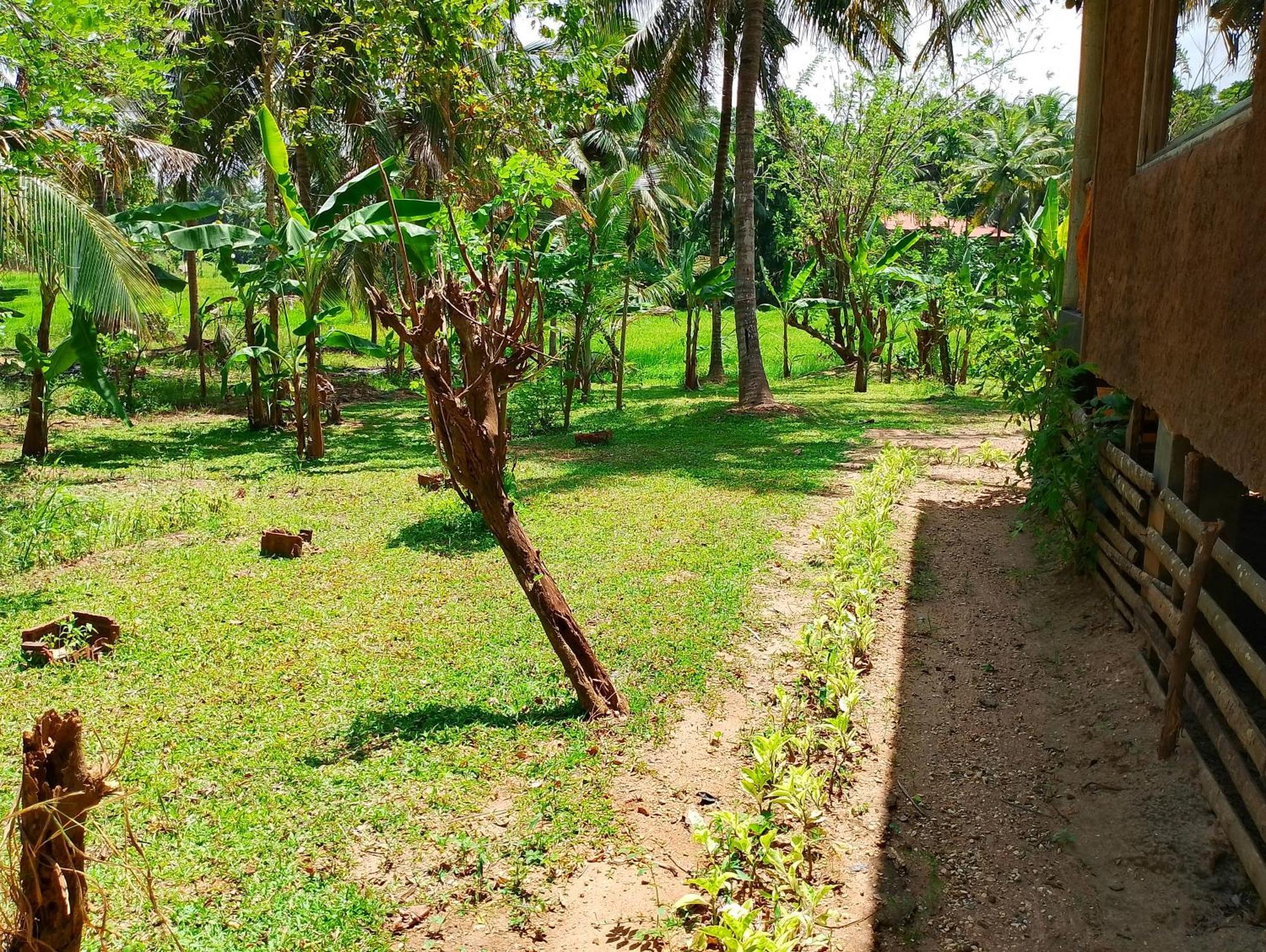 Milk House Cottage Udawalawe Kamer foto